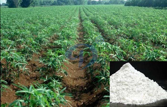 cassava starch