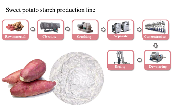 sweet potato starch plant 