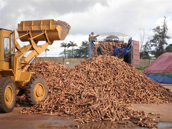 cassava transportation