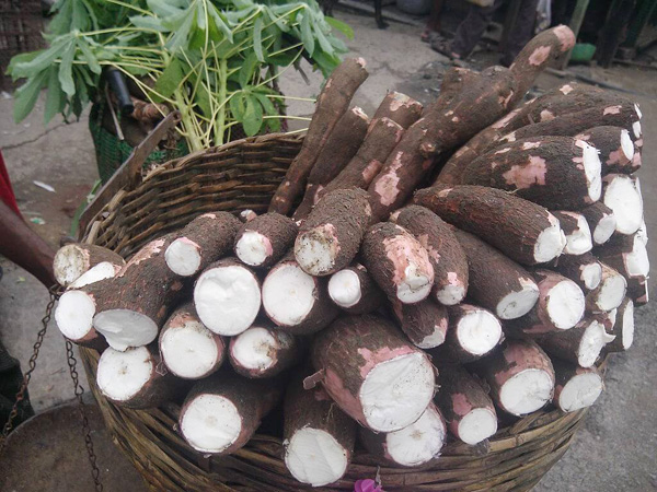 cassava