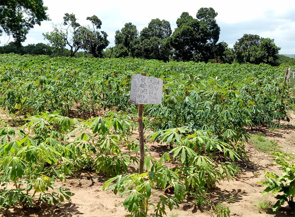 cassava in Nigeria