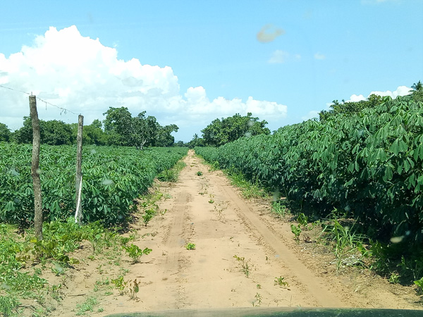 cassava production