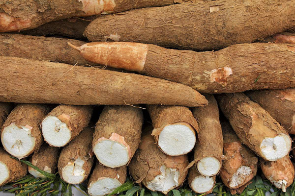 cassava