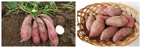 economic importance of sweet potato in the Philippines