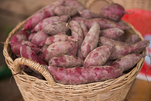 economic importance of sweet potato in the philippines