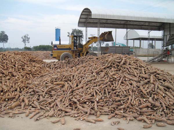 Cassava flour processing factory