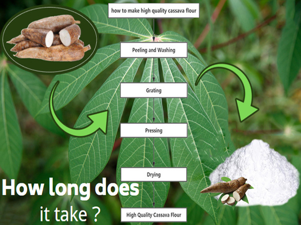 How long does it take to process cassava in Nigeria?