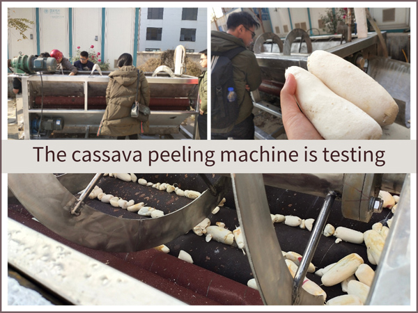 Malaysian customer came to DOING to test cassava peeling machine