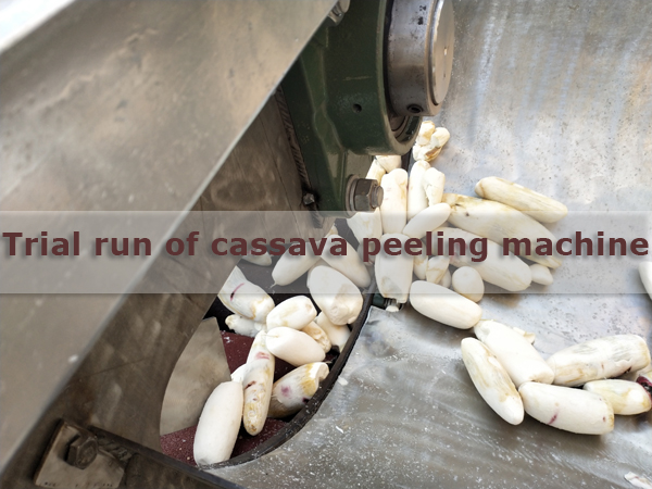 Trial run of cassava peeling and washing machine for Malaysian client