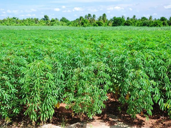 The cassava starch market is promising and its size is continuously developing rapidly