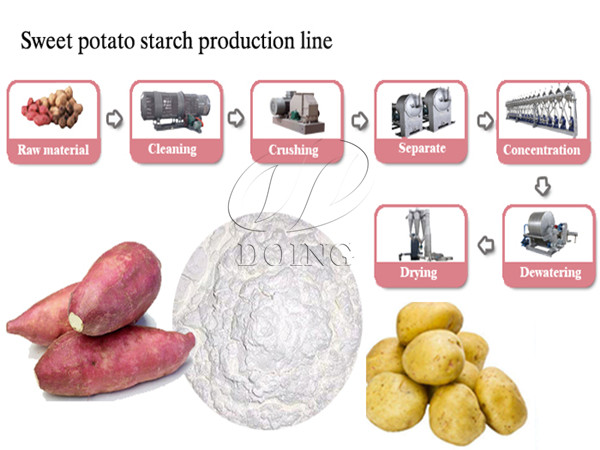 Sweet potato processing plant