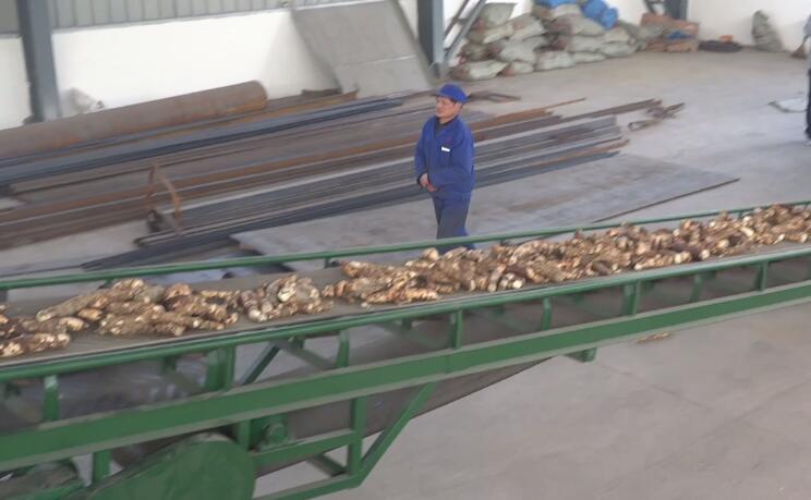 cassava conveying machine