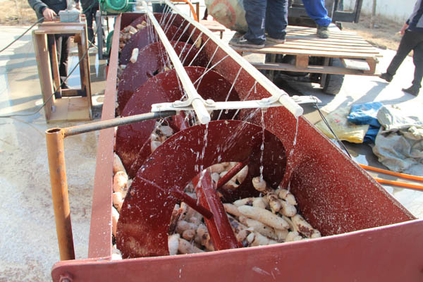 cassava peeling machine