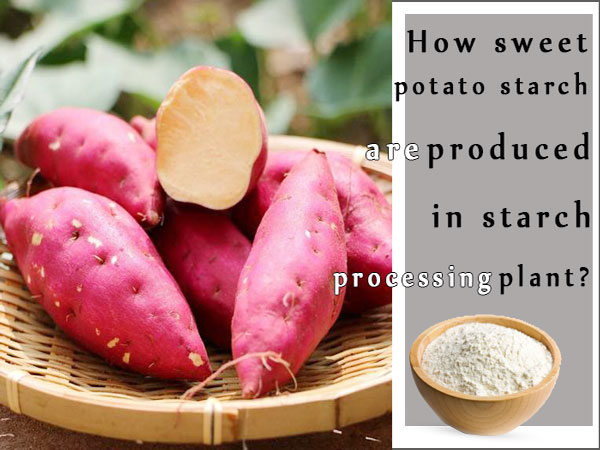 How sweet potato starch are produced in starch processing plant?