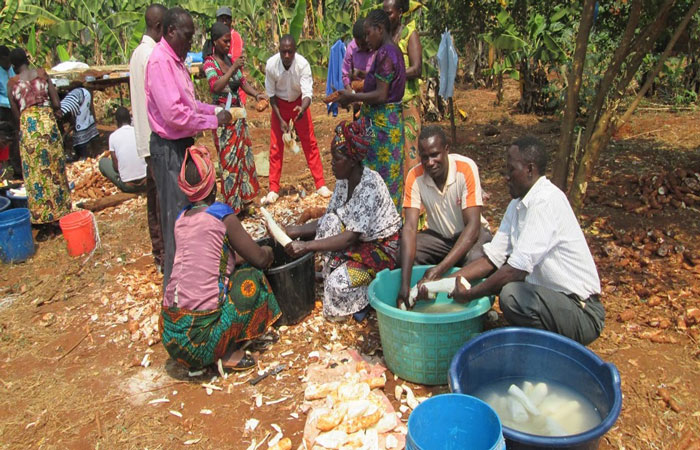 traditional manual cassava peeling