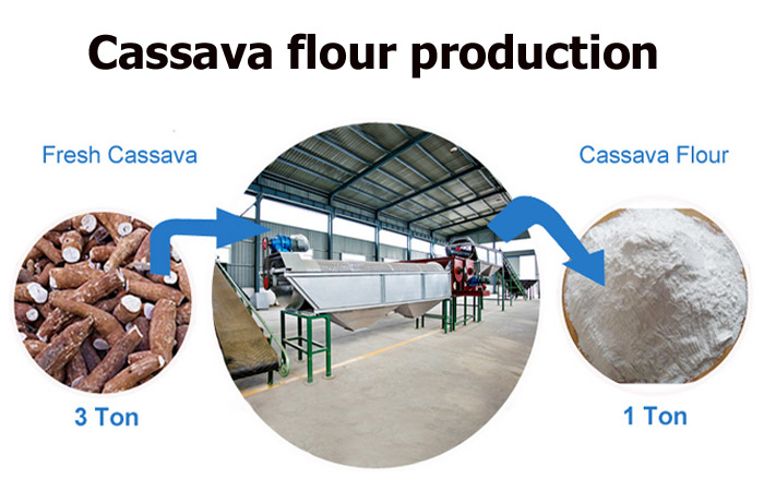 cassava flour processing