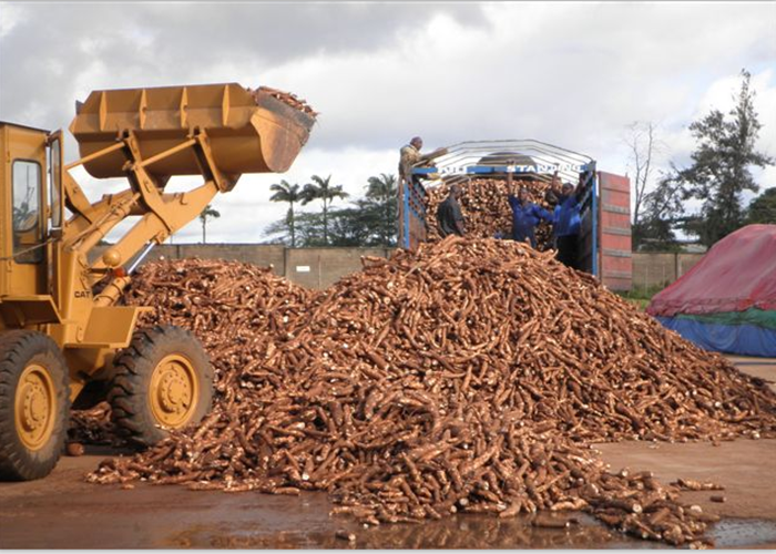 cassava source