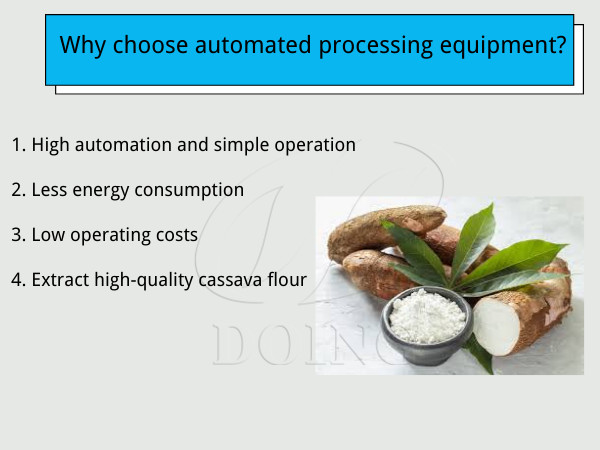 Why do large cassava flour processing plants first choose automated processing equipment?