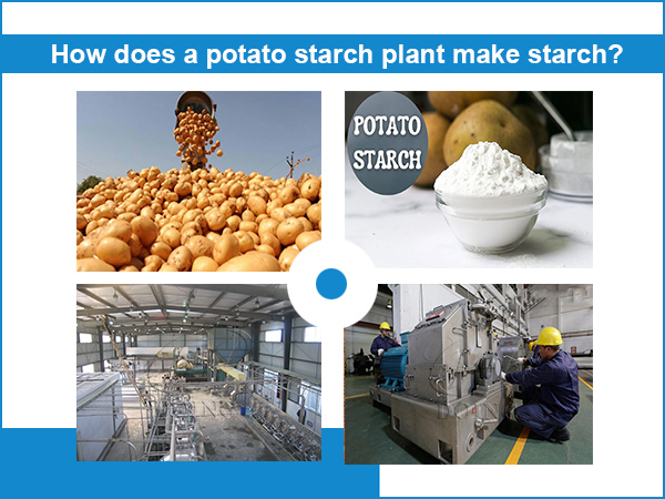 How does a potato starch plant make starch?