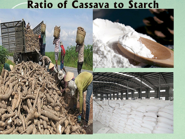 Ratio of cassava to starch: How many tons of cassava can extract one-ton starch?