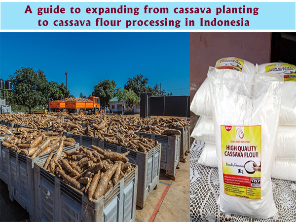 A guide to expanding from cassava planting to cassava flour processing in Indonesia