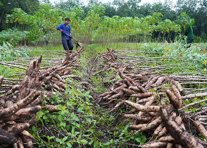 cassava planation