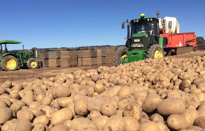 potato supply