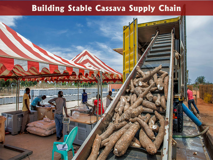 cassava tubers