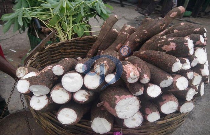 cassava flour process