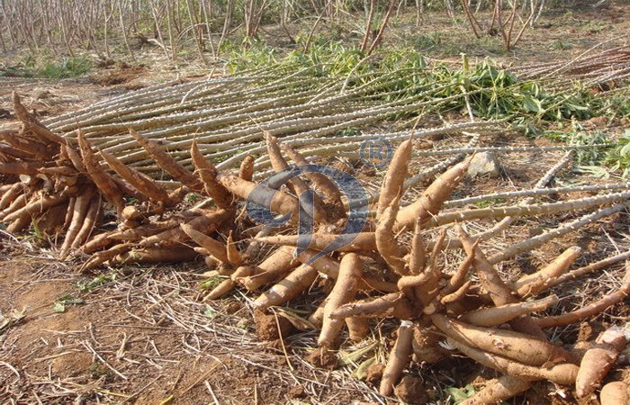 cassava root