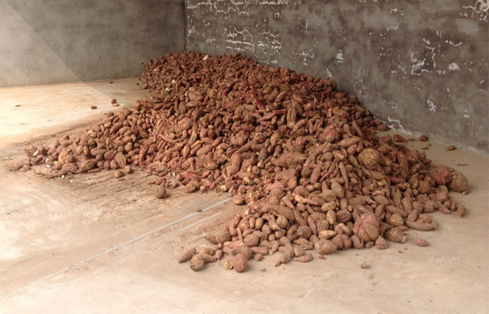 Making Starch From a Sweet Potato