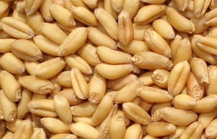 Wheat starch processing machine