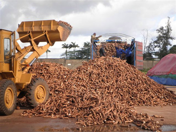 cassava processing