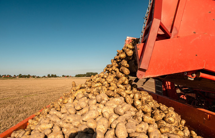 raw potato tubers