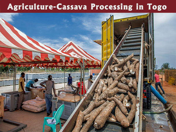 Garri Processing vs. Cassava Starch Processing: Which is More Profitable and Easier to Start?