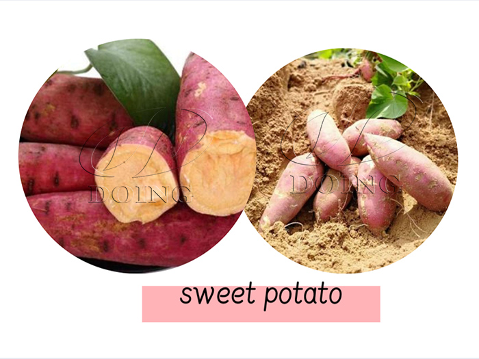Sweet potato