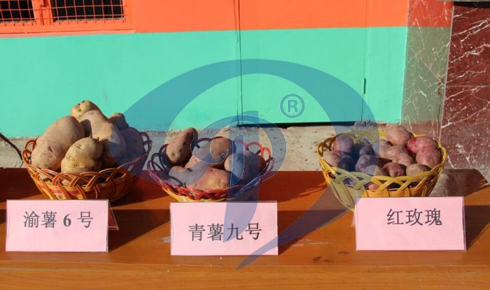 Potato and sweet potato starch processing plant
