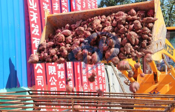 Potato and sweet potato starch processing plant